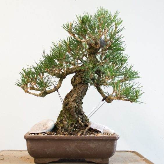 生长了12年的黑松盆景