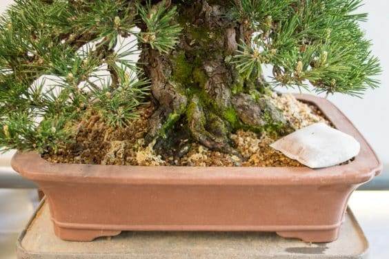 肥料袋在盆景土壤的表面