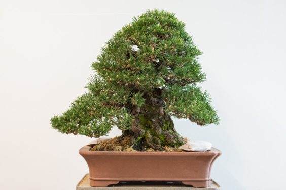 制作成功的黑松盆景