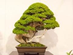 获得国府奖的盆景名单