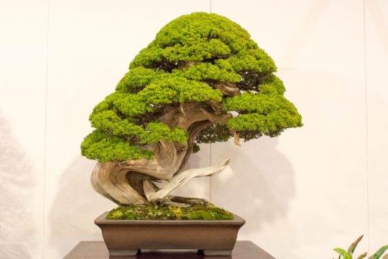 获得国府奖的盆景名单