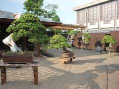 盆景帝国系列的在线基础课程