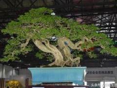 1000元买的九里香盆景 如今价值120余万元