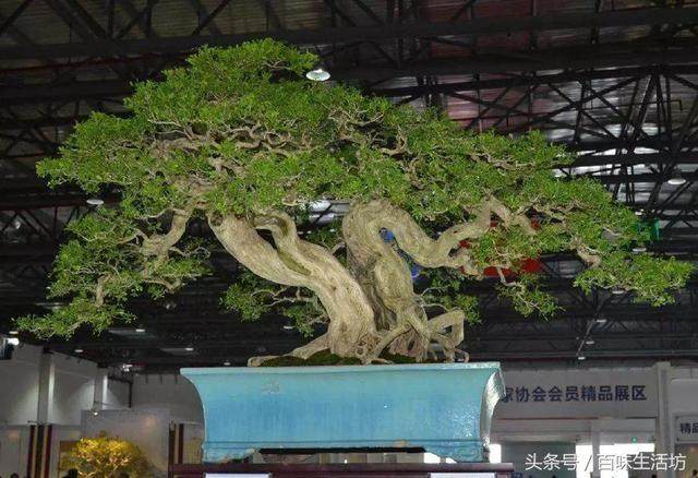 1000元买的九里香盆景 如今价值120余万元