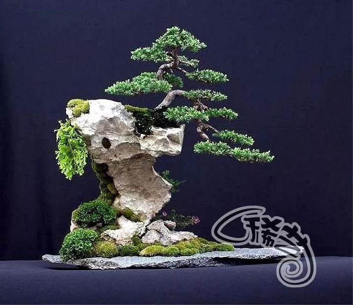 如何给附石盆景挑石选树?