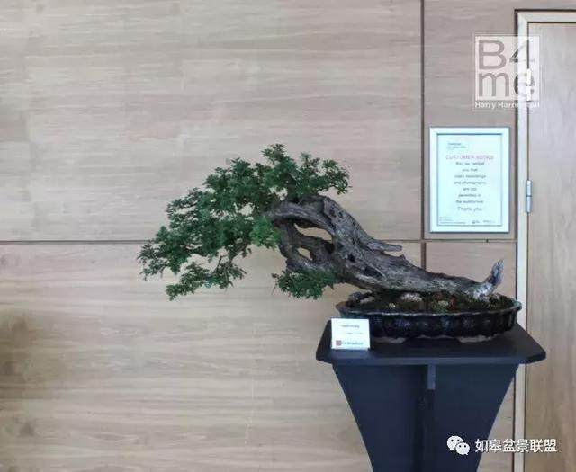 英国南威尔士的最美得盆景艺术展