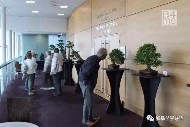 英国南威尔士的最美得盆景艺术展