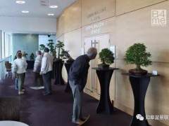 英国南威尔士的最美得盆景艺术展