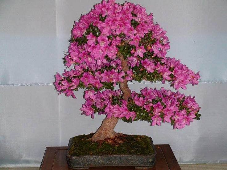 花名堂盆景品牌店 市场销售金额达1800万元