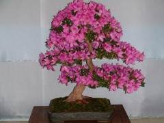 花名堂盆景品牌店 市场销售金额达1800万元