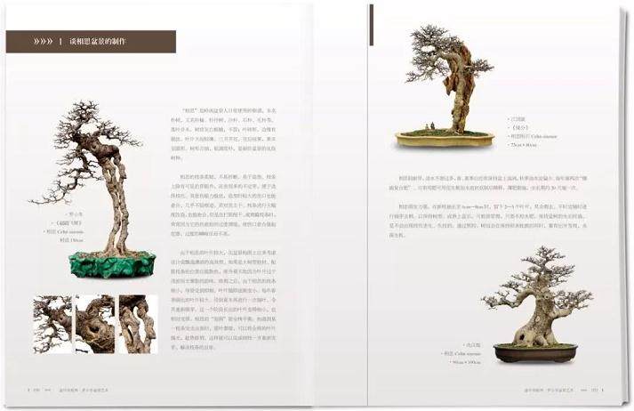 盆景著作《盆中有乾坤》的读后感