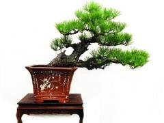 苏式盆景造型的特点是什么吗？