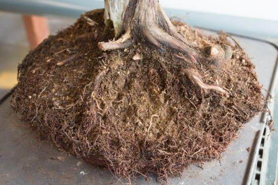 如何做好盆景根球的排水工作？