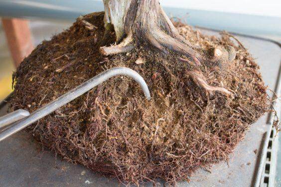 图解 如何做好盆景根球的排水工作