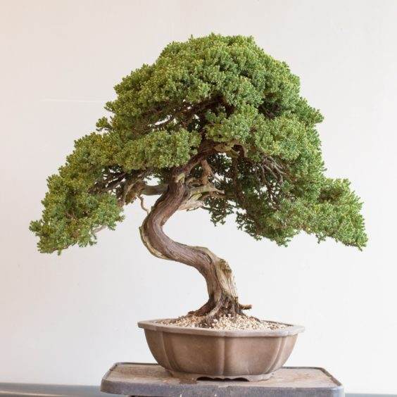 图解 如何做好盆景根球的排水工作