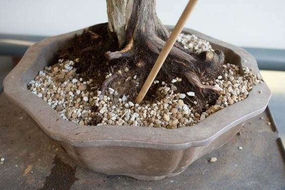 图解 如何做好盆景根球的排水工作