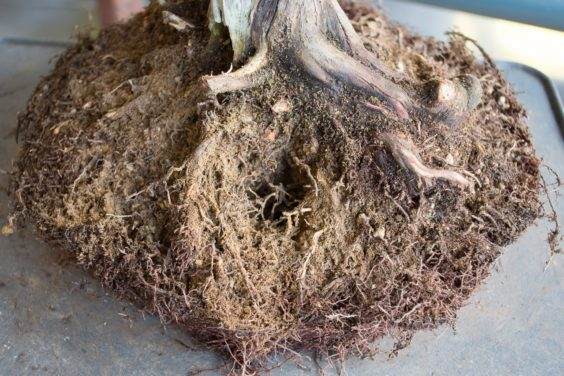 图解 如何做好盆景根球的排水工作