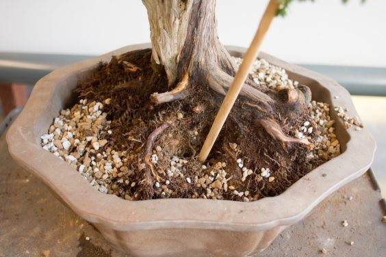 图解 如何做好盆景根球的排水工作