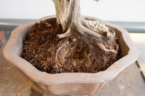 图解 如何做好盆景根球的排水工作