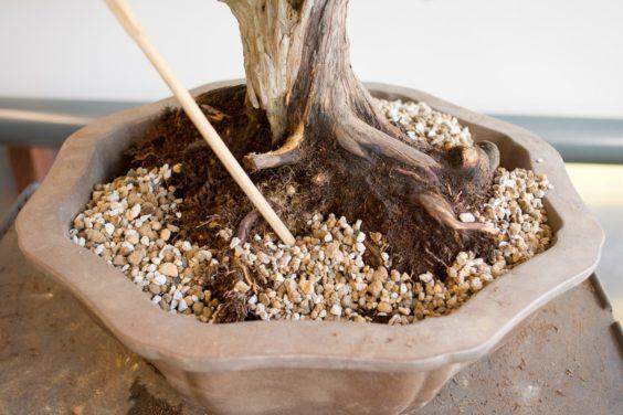 图解 如何做好盆景根球的排水工作