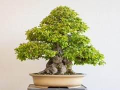 纽约罗切斯特举行的第五届美国国家盆景展