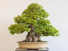 第45届纽约州北部盆景展于2018年5月19举办