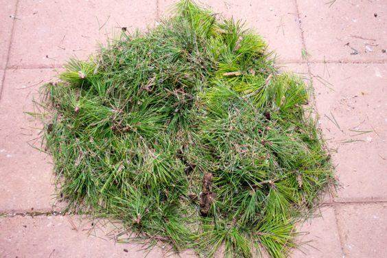 如何给松树盆景发芽嫁接树叶 图片