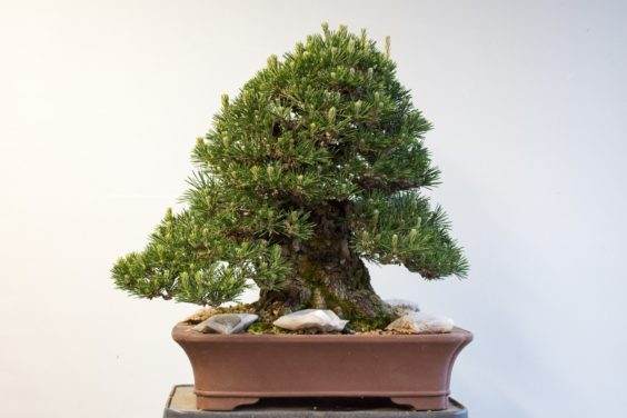 老外如何修剪黑松盆景的枝条 图片