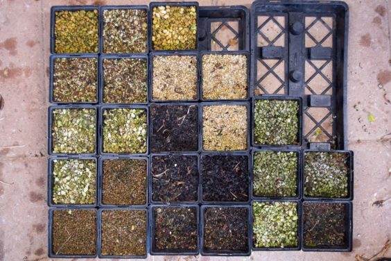 土壤混合物对兰花球茎生产的影响 图片