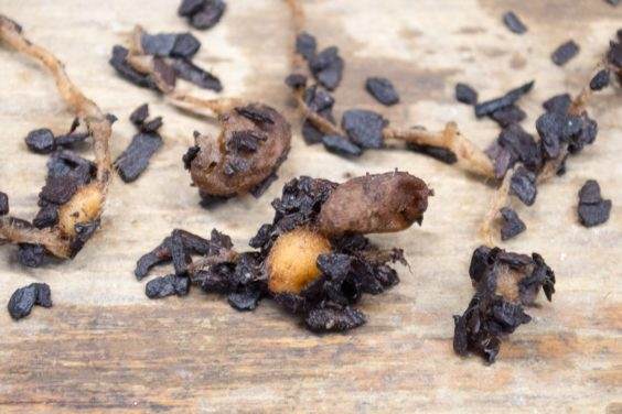 土壤混合物对兰花球茎生产的影响 图片