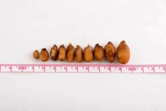 土壤混合物对兰花球茎生产的影响 图片