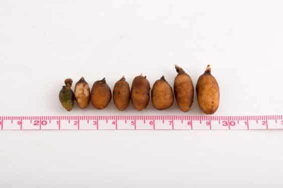 土壤混合物对兰花球茎生产的影响 图片