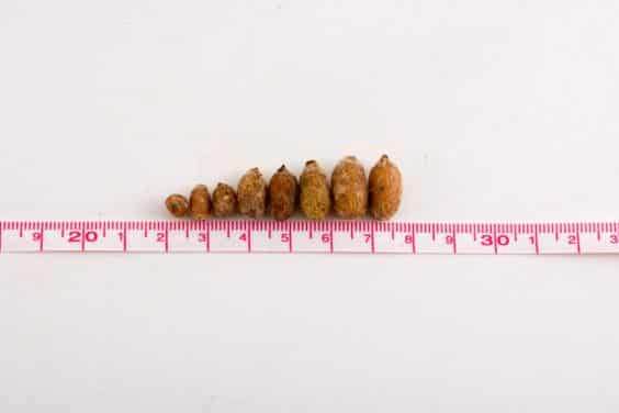 土壤混合物对兰花球茎生产的影响 图片