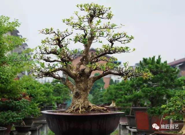 成活率高的盆景树种有哪些？