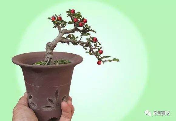 成活率高的盆景树种有哪些