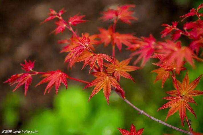 一些木本盆景的养护方法