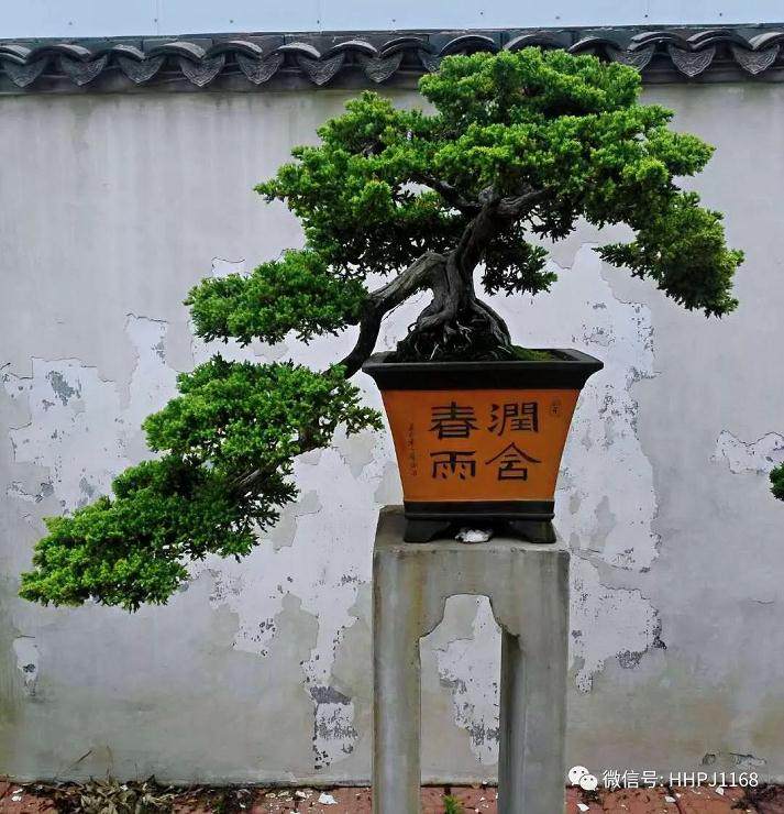 让下山桩快速来芽的好方法