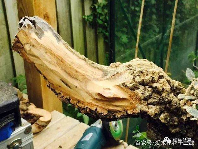 让盆景枯木显得更加自然沧桑的技巧