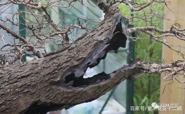 让盆景枯木显得更加自然沧桑的技巧