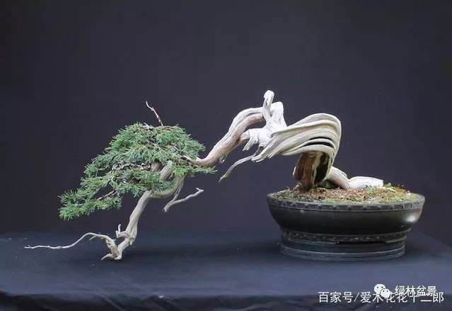 让盆景枯木显得更加自然沧桑的技巧