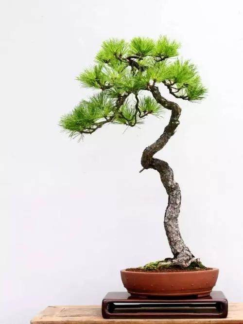 盆景制作手法:平淡奇特,刚柔互济