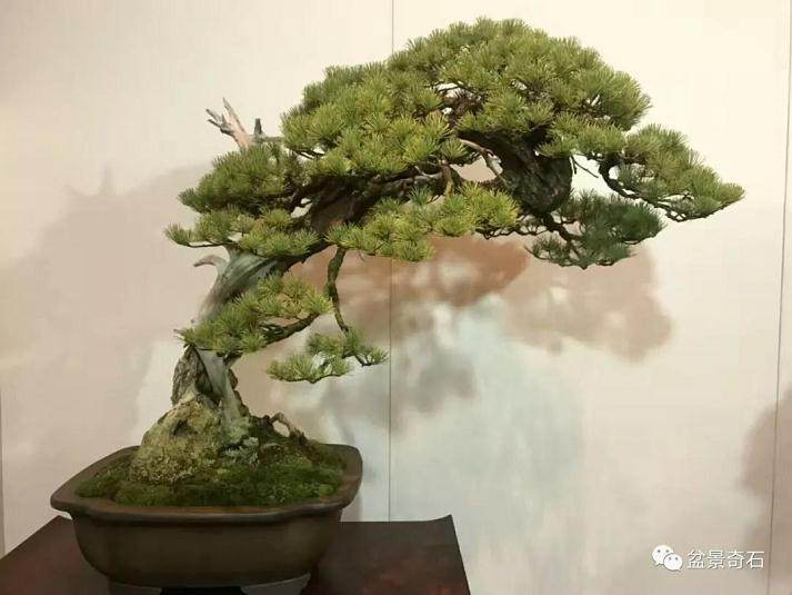 氮磷钾肥在盆景种植中的运用