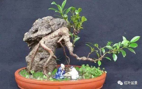 附石盆景的石料选择与造型