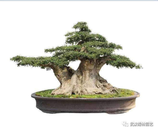 对节白蜡盆景的取桩与养桩