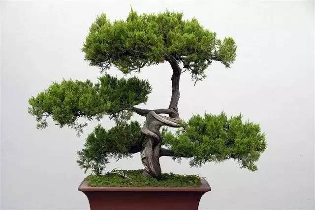 树木盆景新制作,我们该选取什么材料?