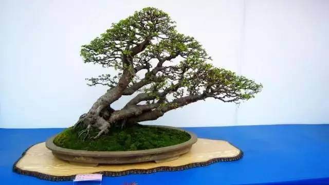 树木盆景新制作,我们该选取什么材料?