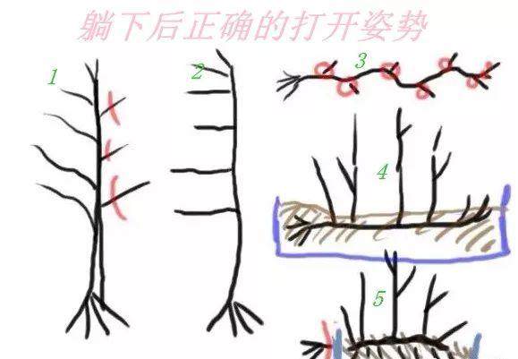 玩盆景 高压成树 低压成林