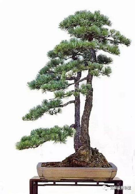 盆景大师胡乐国之盆景人生