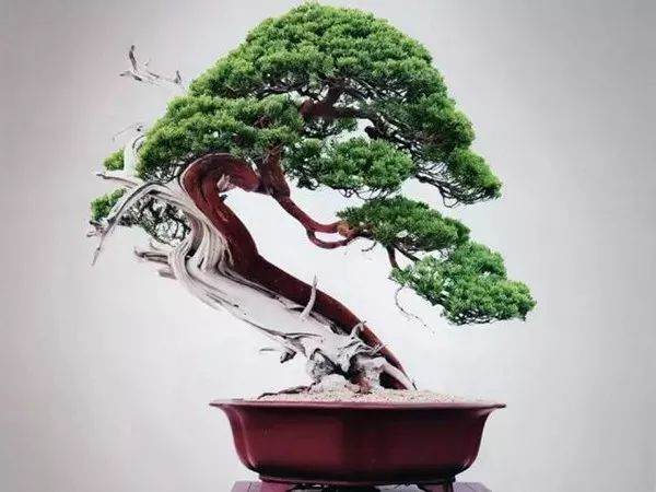 第八届云南省世博园盆景艺术展