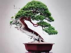 第八届云南省世博园盆景艺术展